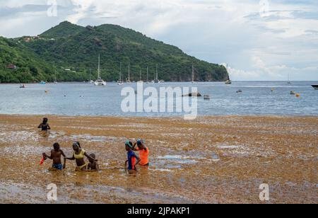 sargassum bei anses d'arlet, französisch-westindien Stockfoto