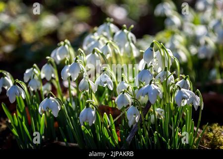 Eine Fülle von Schneeglöckchen wächst in der späten Wintersonne Stockfoto