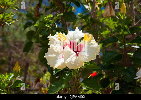 Weiße schwarze Pflanze, auch bekannt als Hibiscus rosa sinensis, Rosenmalbe Stockfoto