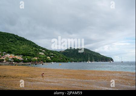 sargassum bei anses d'arlet, französisch-westindien Stockfoto