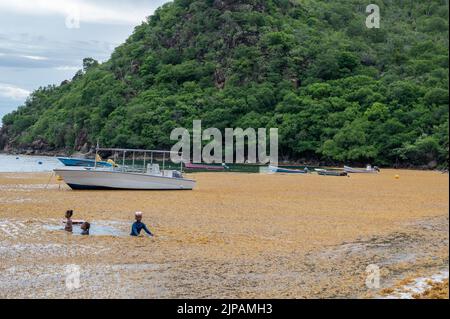 sargassum bei anses d'arlet, französisch-westindien Stockfoto