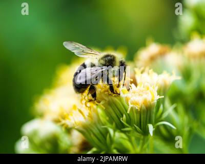 Zweifleckige Hummel (Bombus bimaculatus) auf einer indischen Wegerich-Blüte. Stockfoto