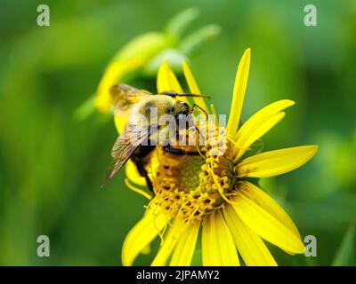 Biene mit braunem Gürtel (Bombus griseocollis) auf einer Becherpflanzenblume. Stockfoto