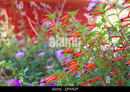 Cupsea ignea, auch bekannt als Zigarrenblume, Feuerwerkskörper oder mexikanische Zigarre Stockfoto