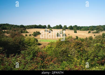 Golfplatz bedeckt mit trockenem Grasland mit grünem Gras über dem Loch von der Bewässerung während der Hitzewelle alles unter klarem blauen Himmel im Sommer in Beverley, Großbritannien. Stockfoto