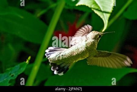 Kolibri im Flug Stockfoto