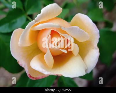 Rose jaune, Montlucon, Frankreich Stockfoto