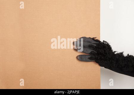 Eine Hand in einem schwarzen Schimpansen-Handschuh, der einen Karton auf weißem Hintergrund hält Stockfoto