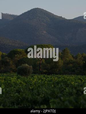 Massiv des Maures bei Sonnenuntergang in der Provence Côte d'Azur, Frankreich Stockfoto