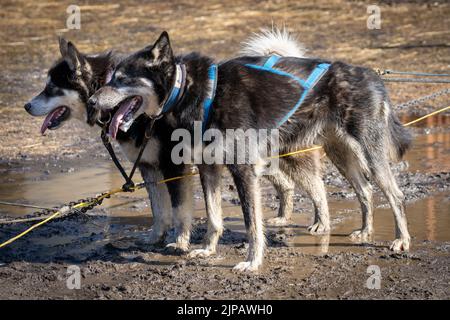 Zwei Alaska-Hunde bereit für eine Schlittenfahrt im Chena Hot Springs Resort in Fairbanks, Alaska Stockfoto