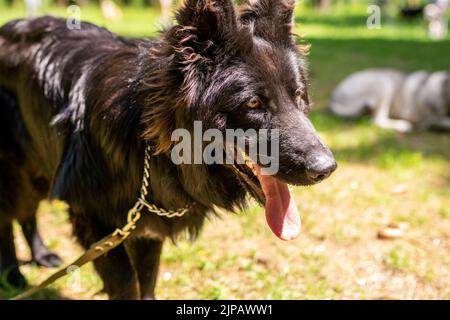 Schwarzer Deutscher Schäferhund, der im Wald spazierengeht. Hochwertige Fotos Stockfoto