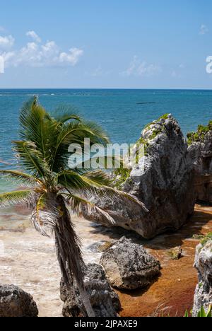 Übermäßige Mengen an Sargassum-Algen säumen die Küste unterhalb der Archäologischen Zone von Tulum. Stockfoto