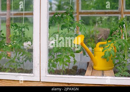 Eine gelbe Kunststoff-Gießkanne steht in einem Holzgewächshaus. Stockfoto