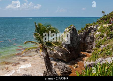 Übermäßige Mengen an Sargassum-Algen säumen die Küste unterhalb der Archäologischen Zone von Tulum. Stockfoto