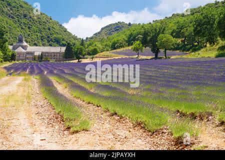 GORDES, FRANKREICH -1 JUL 2021- Blick auf die Abbaye Notre-Dame de Senanque, ein Wahrzeichen des Zisterzienserklosters, umgeben von Lavendelfeldern in Gordes, Lubero Stockfoto