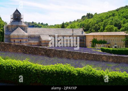 GORDES, FRANKREICH -1 JUL 2021- Blick auf die Abbaye Notre-Dame de Senanque, ein Wahrzeichen des Zisterzienserklosters, umgeben von Lavendelfeldern in Gordes, Lubero Stockfoto
