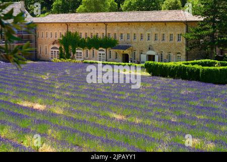 GORDES, FRANKREICH -1 JUL 2021- Blick auf die Abbaye Notre-Dame de Senanque, ein Wahrzeichen des Zisterzienserklosters, umgeben von Lavendelfeldern in Gordes, Lubero Stockfoto