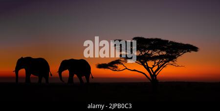 Zwei Elefanten, die im Serengeti National Park, Tansania, im Morgengrauen von einer Stachelakazie mit Regenschirm weglaufen Stockfoto