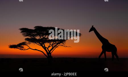 Eine Giraffe, die in der Morgendämmerung in der Nähe einer Stachelakazie im Serengeti-Nationalpark in Tansania spaziert Stockfoto