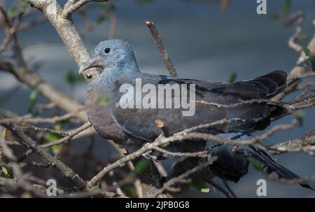 Eine Waldtaube sitzt auf Ästen eines Busches in der Natur Stockfoto