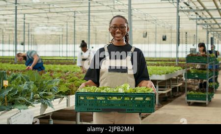 Porträt eines afroamerikanischen Arbeiters in einem Gewächshaus, der eine Kiste mit grünem Salat hält, während verschiedene Bauern Biogemüse sammeln. Frau, die in einem Bio-Bauernhof arbeitet, posiert stolz auf die tägliche Ernte. Stockfoto