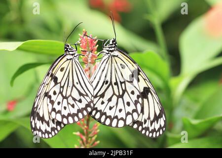 Große Baumnymphen (Papierritter, Reispapier) Schmetterlinge und Feuerspieß (Kardinalgarde) Blumen, zwei Schmetterlinge, die auf den roten Blumen im Garten ruhen Stockfoto