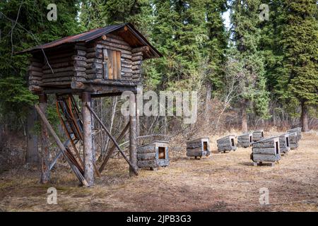 Gäste auf dem Riverboat Discovery halten für einen Besuch im Chena Indian Village in Fairbanks, Alaska Stockfoto