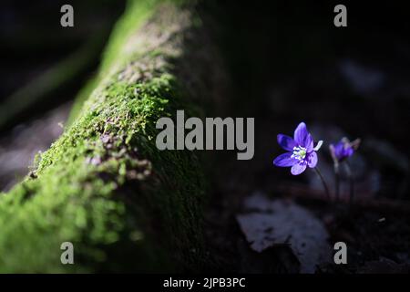 Hepatica nobilis im Frühling in einem Wald in Stockholm Stockfoto