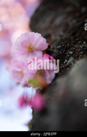 Sakura Kirschblüte in Kungsträdgården, Stockholm, Schweden Stockfoto