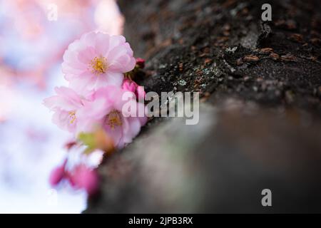 Sakura Kirschblüte in Kungsträdgården, Stockholm, Schweden Stockfoto