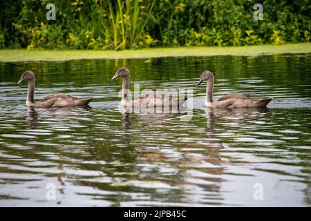 Slough, berkshire, Großbritannien. 16.. August 2022. Eine wunderschöne Familie von flauschigen grauen jungen Cygnets schwimmt synkronisiert auf dem Jubilee River. Quelle: Maureen McLean/Alamy Live News Stockfoto