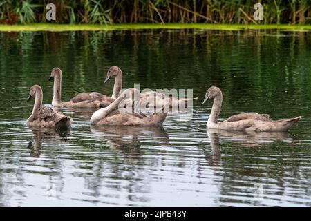 Slough, berkshire, Großbritannien. 16.. August 2022. Eine wunderschöne Familie von flauschigen grauen jungen Cygnets schwimmt synkronisiert auf dem Jubilee River. Quelle: Maureen McLean/Alamy Live News Stockfoto