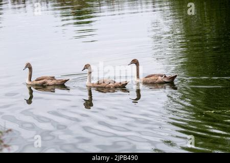 Slough, berkshire, Großbritannien. 16.. August 2022. Eine wunderschöne Familie von flauschigen grauen jungen Cygnets schwimmt synkronisiert auf dem Jubilee River. Quelle: Maureen McLean/Alamy Live News Stockfoto