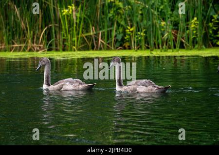 Slough, berkshire, Großbritannien. 16.. August 2022. Eine wunderschöne Familie von flauschigen grauen jungen Cygnets schwimmt synkronisiert auf dem Jubilee River. Quelle: Maureen McLean/Alamy Live News Stockfoto