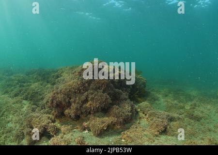 Robuster Meeresboden in flachem Wasser, bedeckt mit kurzen Braunalgen und grobem Sand. Ort: Leigh Neuseeland Stockfoto