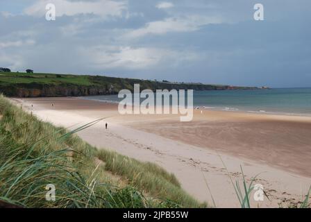 Eine einsame Person in der Ferne spaziert an einem Augusttag in Angus, Schottland, entlang des Lunan Bay Strandes. Sanddünen im Vordergrund, Boddin Point im Hintergrund. Stockfoto