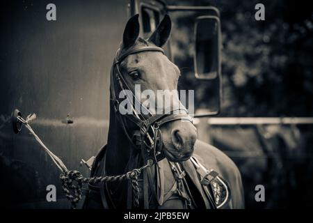 Ein Pony, das an die Wand gebunden war, wartete auf einen Polo-Wettkampf im Kirtlington Park Stockfoto