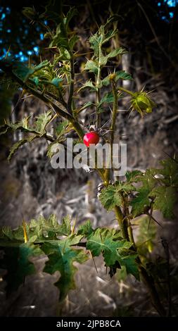 Eine vertikale Aufnahme einer Tomatenfrucht auf einer Pflanze mit abgedunkelten Rahmen Stockfoto