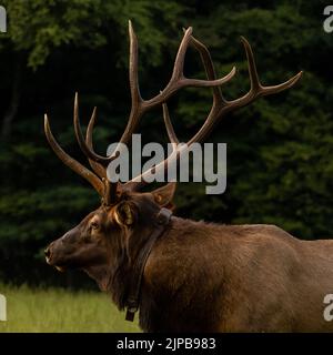 Großes Antler Rack von Tagged Bull Elk im Great Smoky Mountains National Park Stockfoto