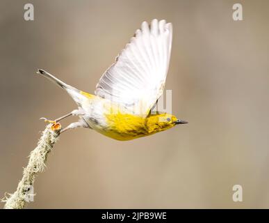 Eine Nahaufnahme eines fliegenden Prothonotarwalderers, Protonotaria citrea Stockfoto