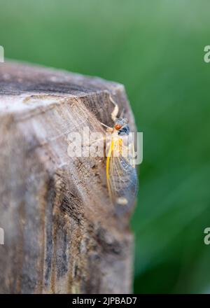 Eine vertikale Makroaufnahme einer schönen Zikade auf einer hölzernen Oberfläche Stockfoto