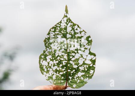 Isoliertes Bild eines Actinidienblattes mit Löchern, die von Raupen gefressen werden. Hochwertige Fotos Stockfoto