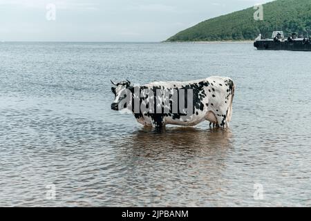 Die Kuh kühlt sich ab, geht baden, baden und steht im Meer. Hochwertige Fotos Stockfoto