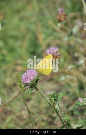 Eine vertikale Nahaufnahme eines wolkenlosen Schwefelschmetterlings, der auf einer Blume sitzt (Phoebis sennae) Stockfoto