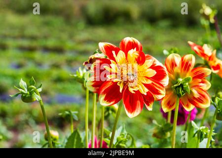 Leuchtend rote und gelbe 'Pooh' Dahlia (Dahlia pinnata) blüht an einem sonnigen Sommertag mit einer Honigbiene (APIs mellifera) in der Mitte der Blüte. Stockfoto