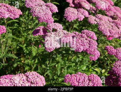 Bett aus rosa Schafgarben-Blüten, Achillea millefolium, im Garten. Rosafarbene Stauden. Stockfoto