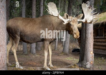 Statische Darstellung eines männlichen Elches im Chena Indian Village in Fairbanks, Alaska Stockfoto