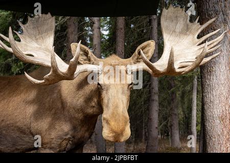 Statische Darstellung eines männlichen Elches im Chena Indian Village in Fairbanks, Alaska Stockfoto