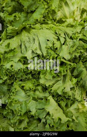 Frisch gepflückter Lactuca sativa - Salat. Stockfoto