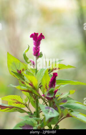 Rote Samtblumen, Celosia cristata oder argentea, auch bekannt als Cockscomb, gewöhnliche Gartenpflanze, verschwommener Hintergrund mit Kopierraum Stockfoto